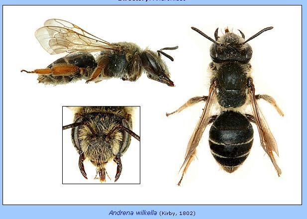 Andrena wilkella: Large (10-12mm) Tail hairs golden.