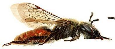 Three Andrena species have females that have an abdomen with red
