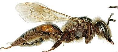 rare (last recorded 1896) Andrena stragulata Tail black Spring flight