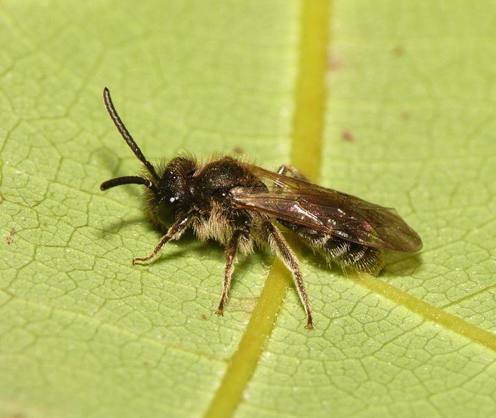 Three Andrena species are very small (6-8mm)