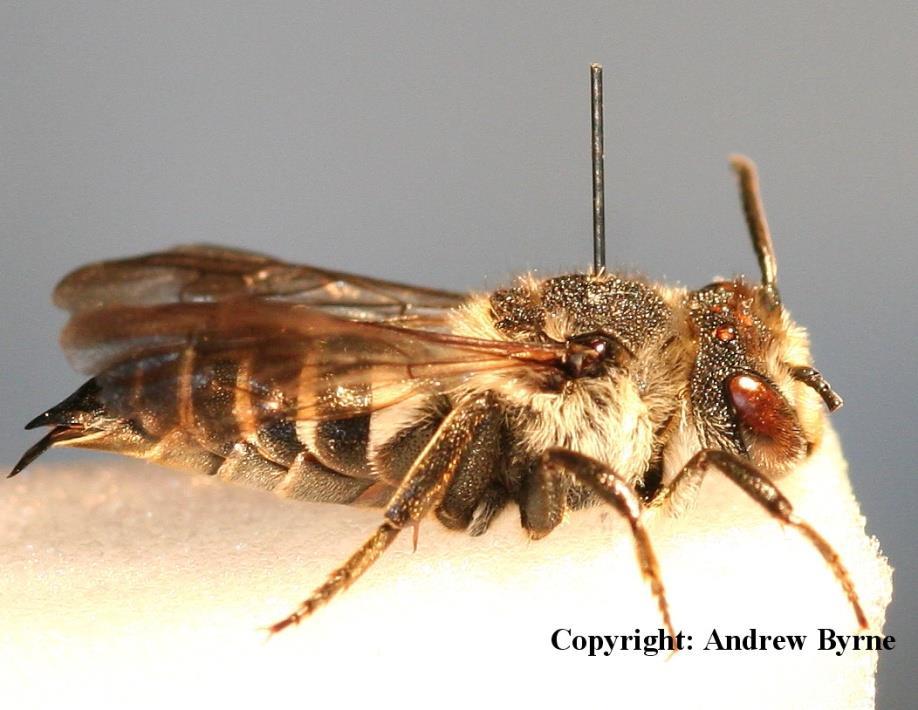 elongata) Eyes hairy Medium sized bee (9-15mm)