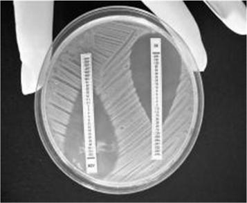 Methods for Testing Resistance: E-test Strip E-test EXAMPLE: Susceptibility testing for a single isolate of Pseudomonas aeruginosa -Breakpoint for intermediate resistance for meropenem is 4 and for