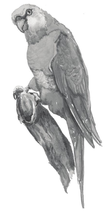 Large parrot Lorikeet