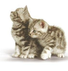 Treats Treat your kitten with the occasional treat and tidbit, as long as it is just that occasional!
