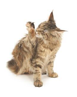 A cared-for kitten is a happy kitten Grooming Your kitten loves all the fuss of being groomed.
