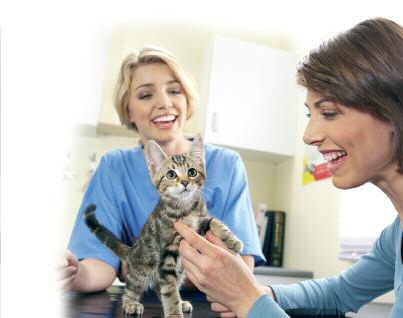 Talk to your vet Your vet is the best source of healthcare information and your relationship will become very important throughout your cat s life.