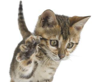 Kitten-proofing your home Just like young children, kittens are inquisitive, fearless and agile. Even before your kitten comes home, you ll need to take some basic precautions to prevent accidents.