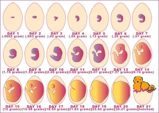 Chicks Day Development Day 1 The chick s nervous system, head and eye begins to form. Day 2 The heart and ears begin to develop. At the end of the day the heart begins to beat.