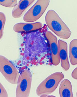 Platelets DH H 4 Tortoise