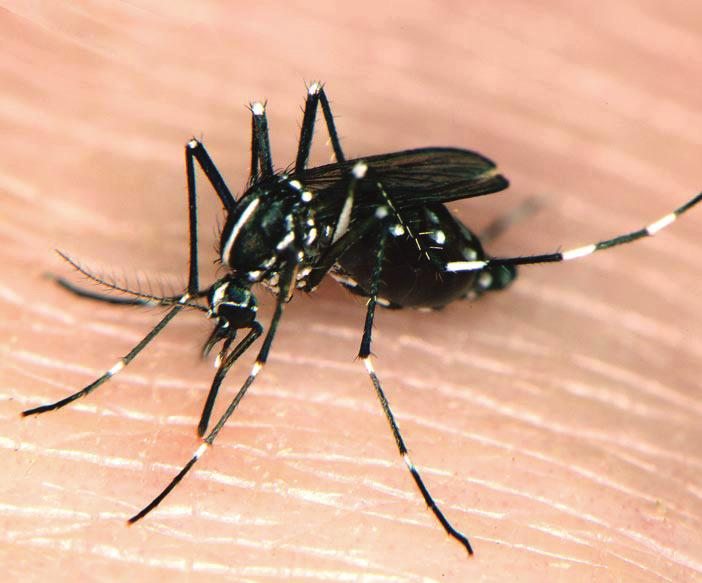 ANR-1116 A l a b a m a A & M a n d A u b u r n U n i v e r s i t i e s Mosquitoes In and Around Homes Mosquitoes are well known as annoying pests and as carriers of disease-causing agents to humans