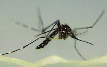 encephalitis mosquito (figure 2) Black and white with striking dark