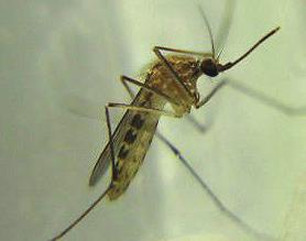 Japanese encephalitis mosquito, Ochloerotatus japonicas Figure 3.