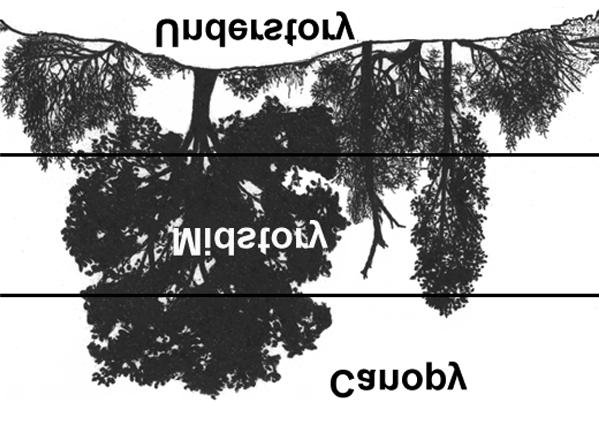taller shrubs), and canopy (includes the tops of trees). Types of Nests Birds build nests in a variety of places from the tops of trees to directly on the ground.