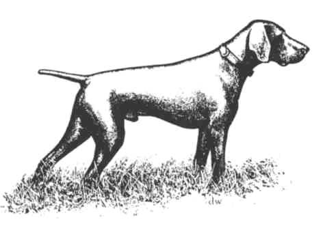 F.C.I. STANDARD Nr. 119/D Stand 29.11.2000 GERMAN SHORTHAIRED POINTING DOG Origin: Germany Date of Publication of the Original Valid Standard : 25.10.