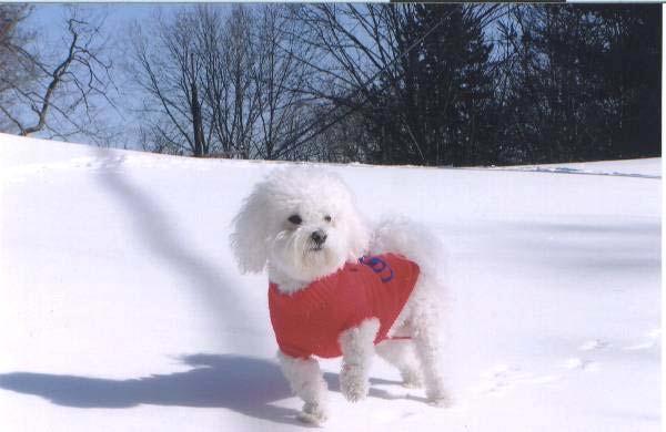 Travelling With Your Bichon Frise On the road with your Bichon Frise: As a Bichon Frise owner, you should take special care to see that even if your Bichon Frise is excited to be in the great