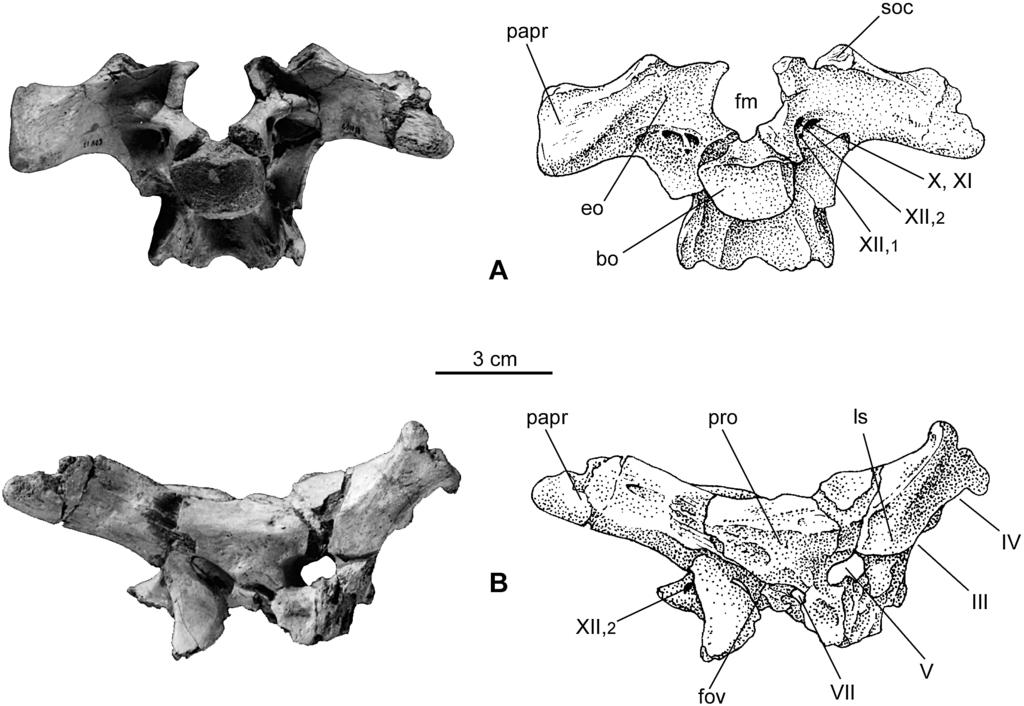 ALLAIN JURASSIC MEGALOSAUR OF NORMANDY 557 FIGURE 14. Reconstructed braincase of Poekilopleuron? valesdunensis, new species (MNHN 1998-13). A, posterior view; B, lateral view.