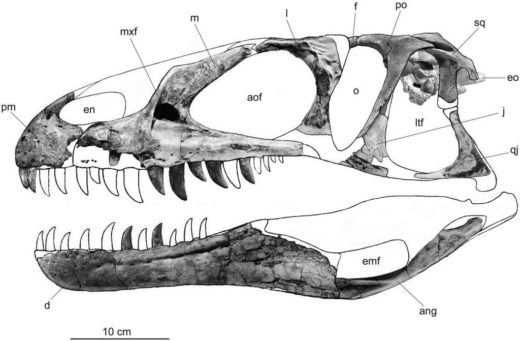 550 JOURNAL OF VERTEBRATE PALEONTOLOGY, VOL. 22, NO. 3, 2002 FIGURE 2. Skull of Poekilopleuron? valesdunensis, new species (MNHN 1998-13), in left lateral view.