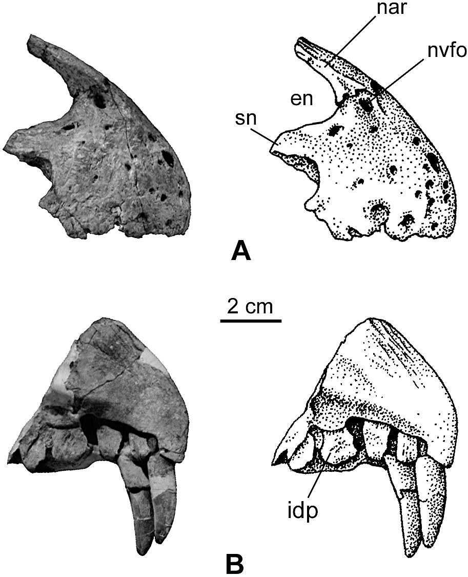 ALLAIN JURASSIC MEGALOSAUR OF NORMANDY 551 FIGURE 3. Premaxillae of Poekilopleuron? valesdunensis, new species (MNHN 1998-13). A, right premaxilla in lateral view; B, left premaxilla in medial view.