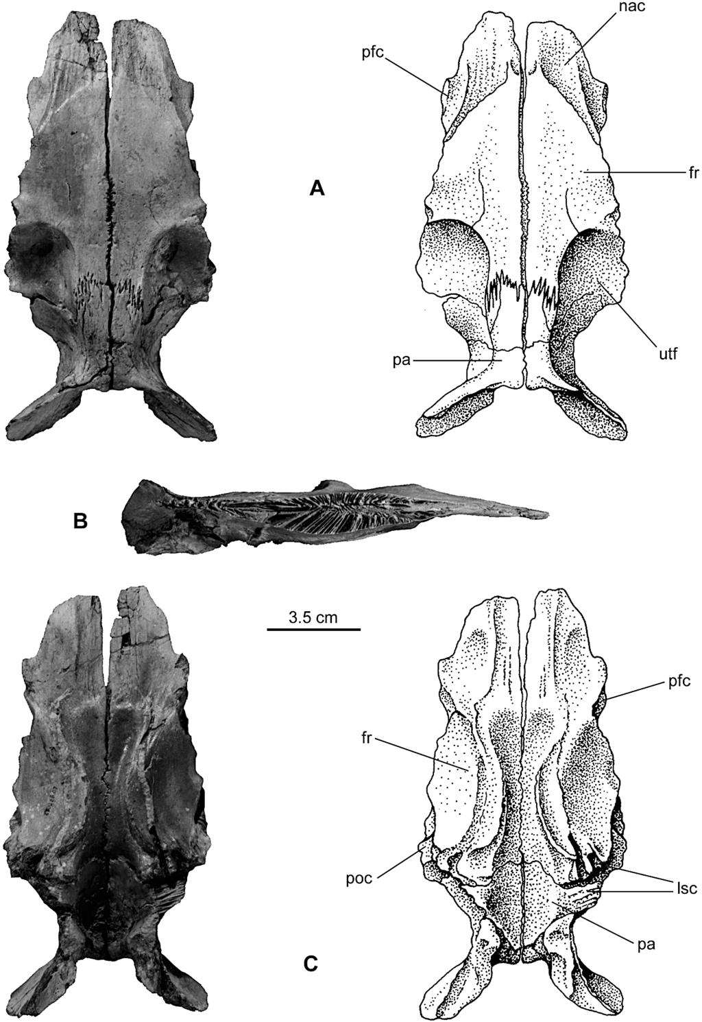 552 JOURNAL OF VERTEBRATE PALEONTOLOGY, VOL. 22, NO. 3, 2002 FIGURE 5. Frontoparietals of Poekilopleuron? valesdunensis, new species (MNHN 1998-13).