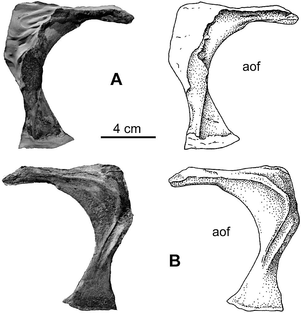 ALLAIN JURASSIC MEGALOSAUR OF NORMANDY 553 FIGURE 6. Right lacrimal of Poekilopleuron? valesdunensis, new species (MNHN 1998-13). A, lateral view; B, medial view.