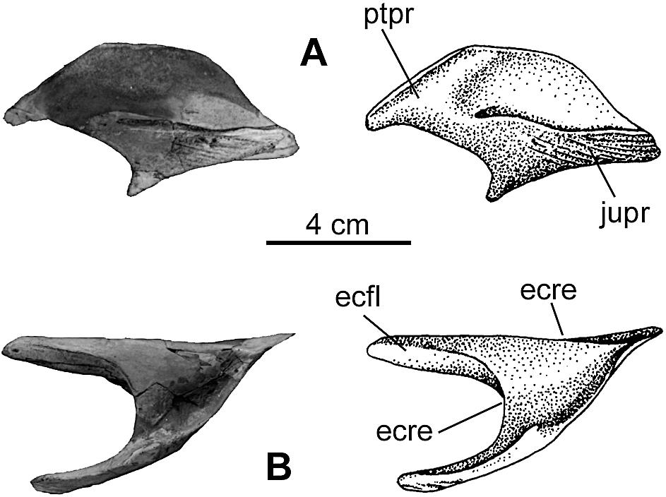 ALLAIN JURASSIC MEGALOSAUR OF NORMANDY 555 FIGURE 11. Left ectopterygoid of Poekilopleuron? valesdunensis, new species (MNHN 1998-13). A, lateral view; B, ventral view.