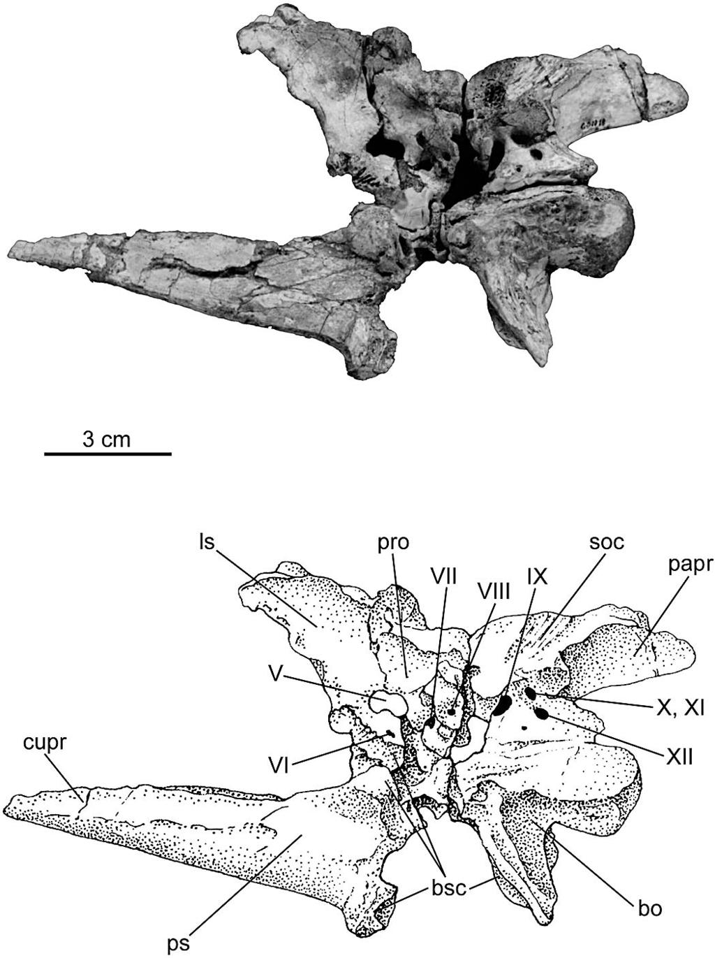 lateral view, a small anteroventrally directed process, more developed than in any other theropod, emerges from the jugal ramus of the ectopyterygoid.