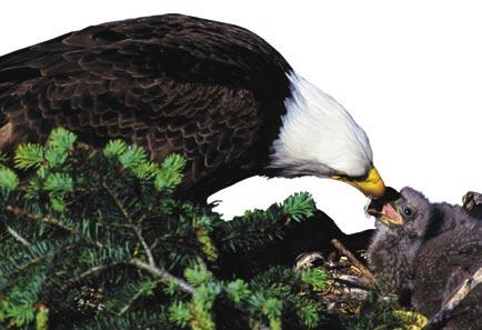 When people stopped using DDT, the number of bald eagles started to increase again. Extinction Sometimes a species cannot adapt to changes in its ecosystem.