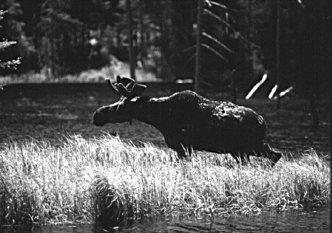 Moose calf abundance (at approximately six months of age) on Isle Royale, as a proportion of the