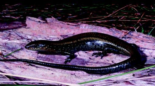 Photo Ray Hoser Swamp Skink (Egernia coventryi), restricted to swamp margins with
