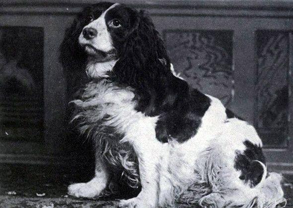 ) The 1861 book House Dogs and Sporting Dogs calls the Norfolk Spaniel "perhaps the commonest breed in England," which may have led to its demise.