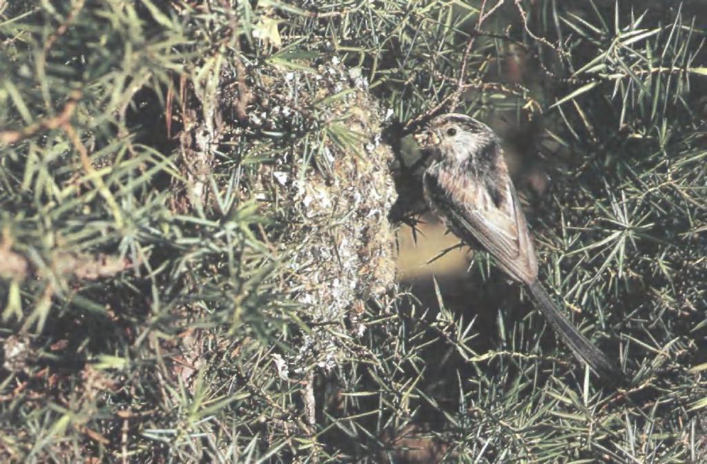 Co-operative breeding by Long-tailed Tits 635 338. Long-tailed Tit Aegithalos caudatus with food for young, at nest, France, June 1975 (G.