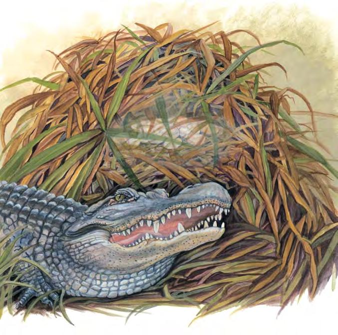 Alligator eggs Alligators build nests and lay eggs in them