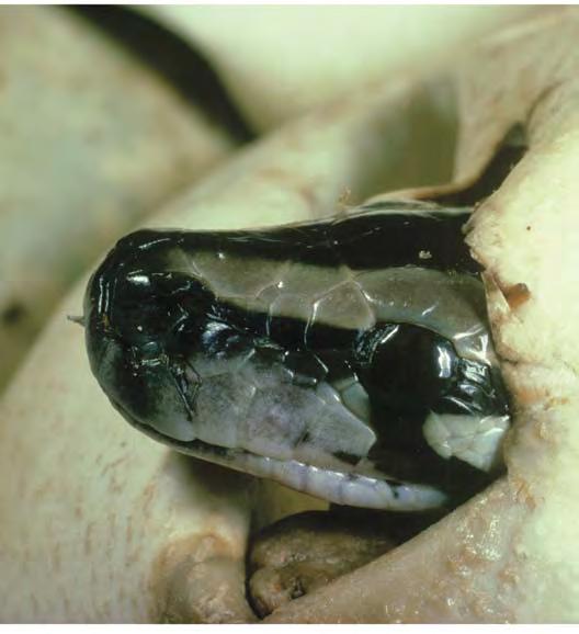 Egg tooth The shell of a snake egg is soft and