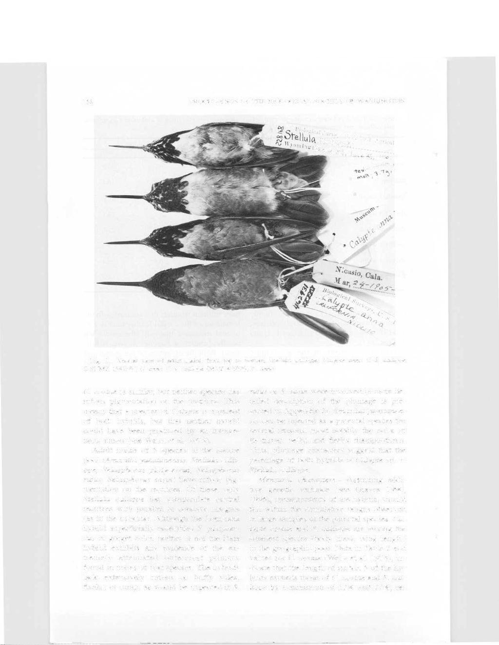 7SS PROCEEDINGS OF THE BIOLOGICAL SOCIETY OF WASHINGTON CaJli' opfi % 'It T Fig. 1. Ventral view of adult males, from top to bottom: Stellula calliope: Calypte anna x 5. calliope (LSUMZ 154189): C.
