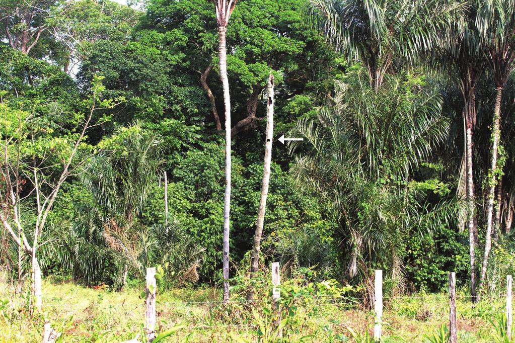 158 awara palm (Astrocaryum vulgare) standing in a recently cleared area next to a strip of low forest (05 06 N; 52 35 W) along road D15 in the Marécages de Matiti in the coastal region of French