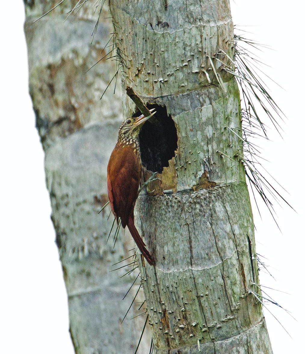 On 11 August, a woodcreeper was seen at the entrance of the nest hole with a bit of dry snake skin, probably the one brought to the nest by the flycatchers, which it took back inside to line the nest