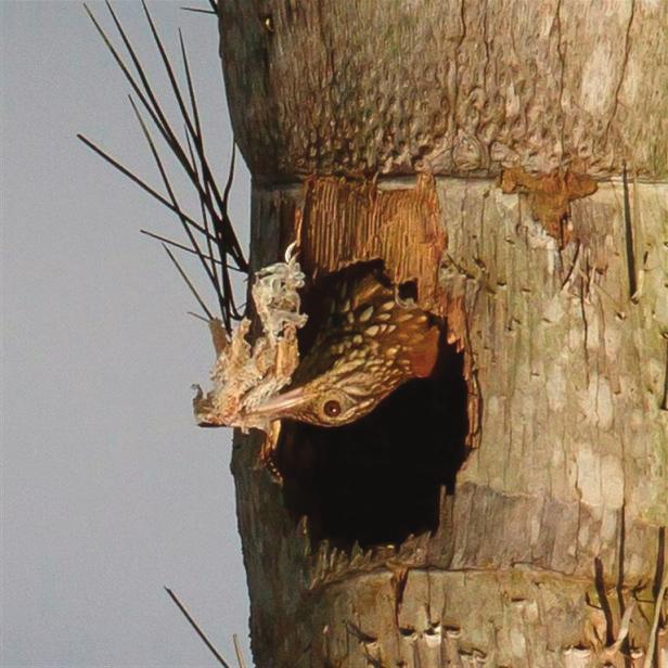 160 (Marantz et al. 2003). We thought that, based on its size, the egg brought to the nest to feed the nestlings was a hummingbird egg, but an egg of an arboreal lizard, e.g. an Anolis species, cannot be excluded.