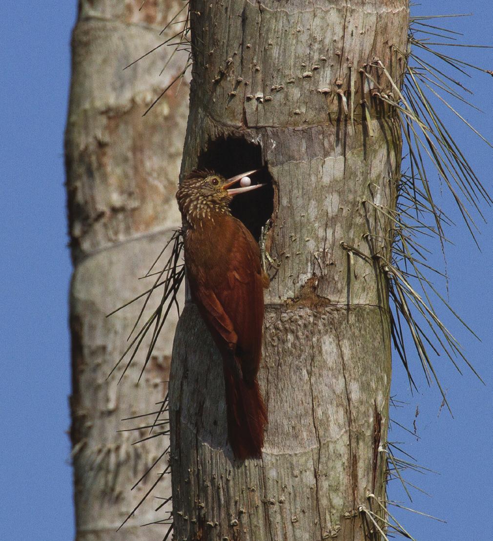 Later it took the skin back inside the nest hole to line the nest cavity. Photo by M. G. A. FIGURE 5.