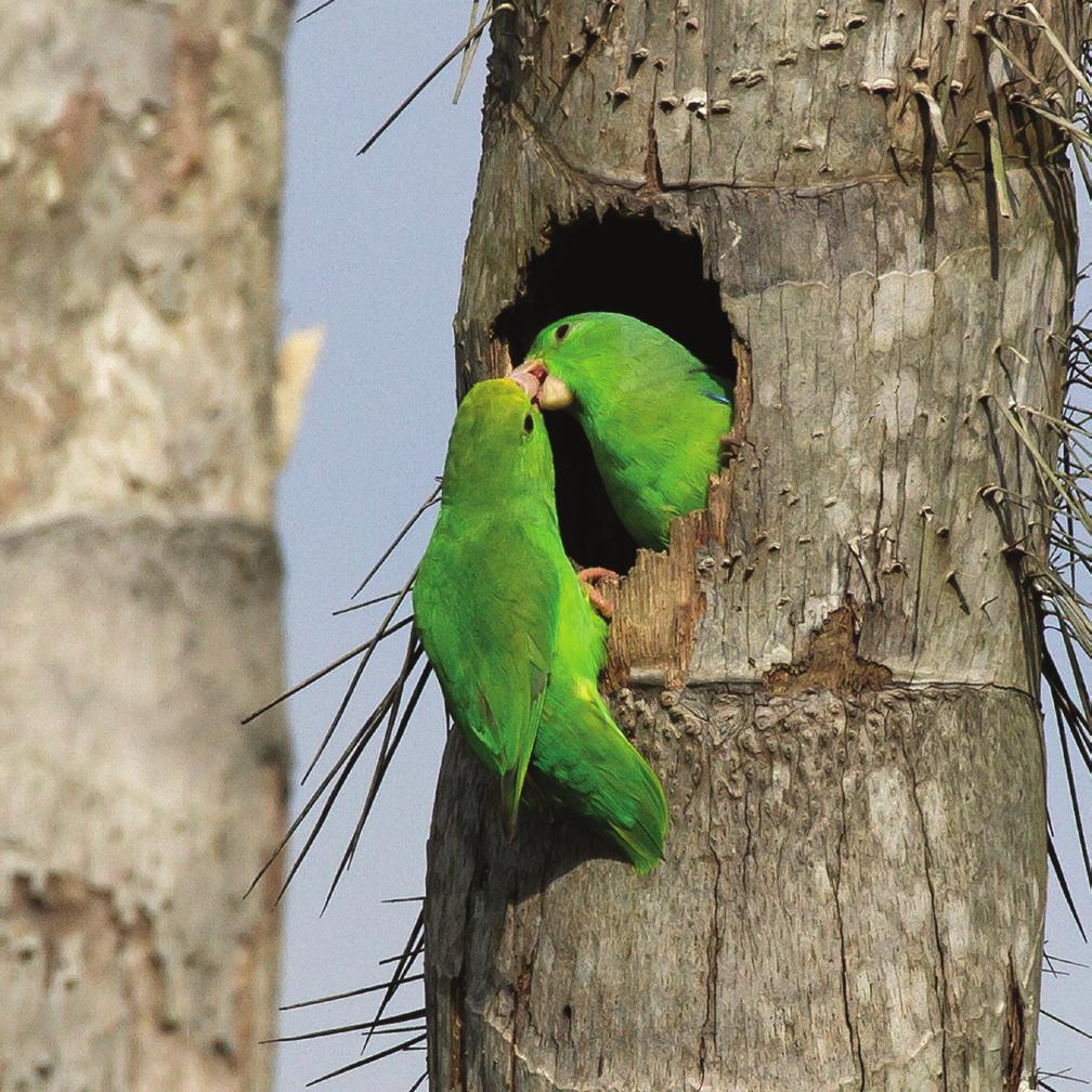 A pair of Green-rumped Parrotlets (Forpus passerinus) engaged in pre-nuptial feeding at the entrance of the nest hole after the nestlings of the Straight-billed Woodcreepers (Dendroplex picus) had