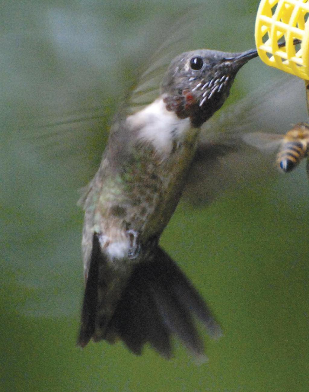 sional hummingbird missing feathers or even the entire tail. Fig. 13. This adult male, photographed 30 July 2007, shows active body molt. note the several sheathed gorget feathers.