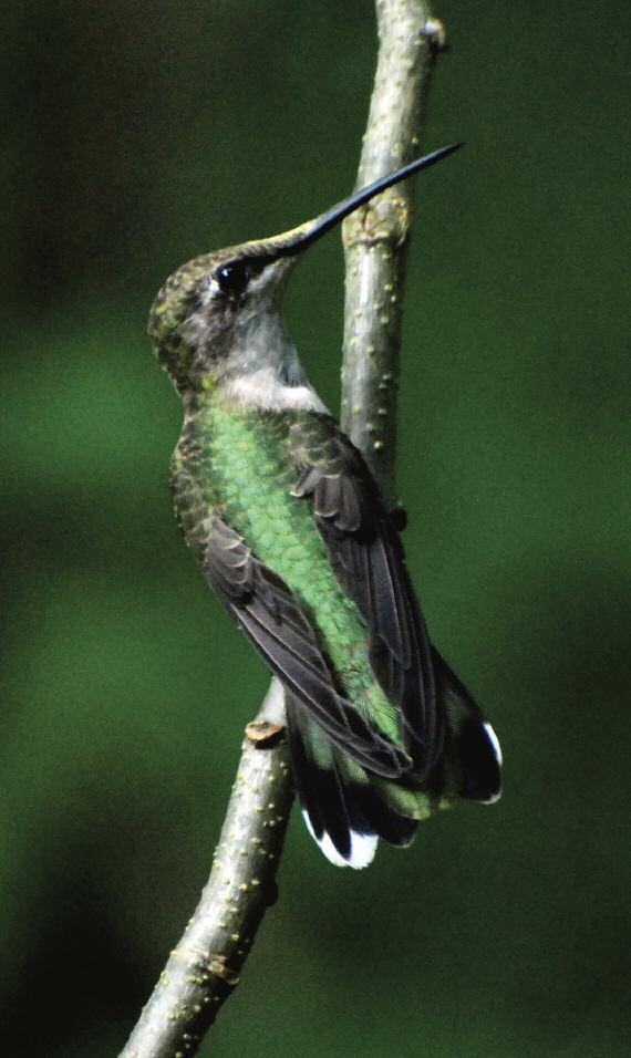 note that the upperparts of the juvenile photographed later in the summer () show some wear on the pale edges of the crown and tail feathers.