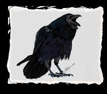 It is the largest of the birds in the crow family