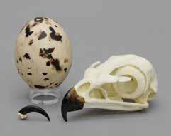 00 Peregrine Falcon Skull The fastest animal on earth, they can achieve speeds up to 200 miles per hour.