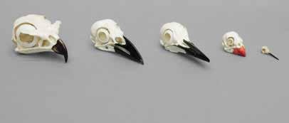 00 Comparative Bird Skull Set of 3