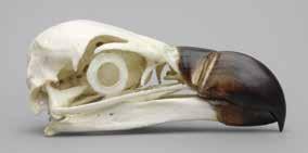 American Kestrel Falco sparverius 1 ½ L,1 W,