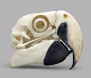 Please Note Most of our bird skulls have been