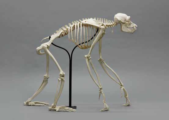 1. Gorilla Skeleton, Articulated Gorilla gorilla Each bone over 180 pieces was individually cast from a very large male silverback lowland gorilla. Licensed by the Philadelphia Zoo.