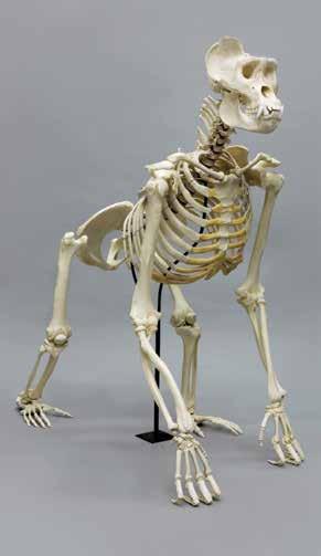 00 2. Orangutan Skeleton, Articulated Pongo abelii From a male Sumatran orangutan. Restricted to a small part of Sumatra, this endangered species verges on extinction.