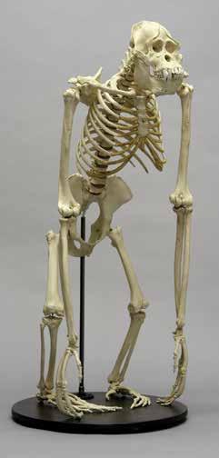 Chimpanzee Skeleton, Articulated Pan troglodytes This specimen is a particularly large male. (Stand Included) 34 L, 19 W, 31 H SC-003-A... $3,200.00 3.