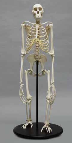 1. 1. Mandrill Baboon Skeleton, Articulated Mandrillus sphinx (Stand Included) 33 L, 12 W, 25 H SC-010-A... $3,300.00 Mandrill Baboon Skeleton, Disarticulated (Not Shown) SC-010-D... $2,300.